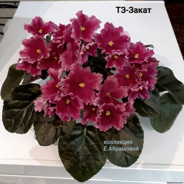tz-zakat-1-330123