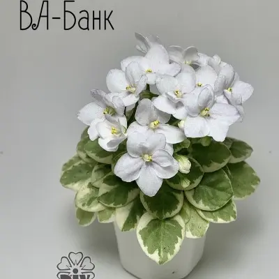 va-bank-3-327998