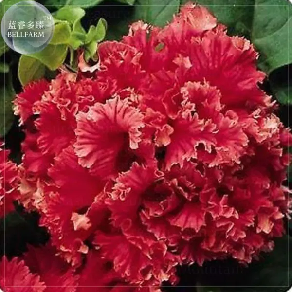 valentayn-3-343797