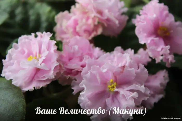 vashe-velichestvo-makuni-4-311463