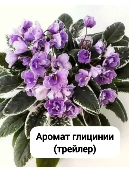vat-aromat-glitsinii-1-315540