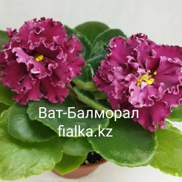 vat-balmoral-2-318247