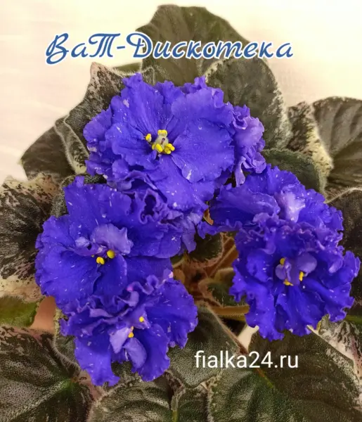 vat-diskoteka-4-330712