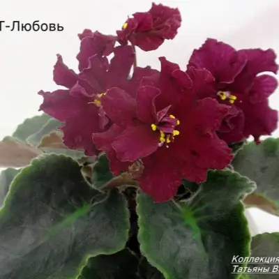 vat-lyubov-9-326220