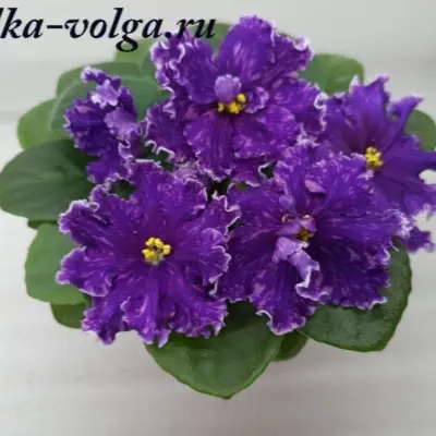 vat-novogodnyaya-noch-5-318143