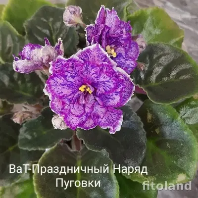 vat-prazdnichnyy-naryad-pugovki-8-324230