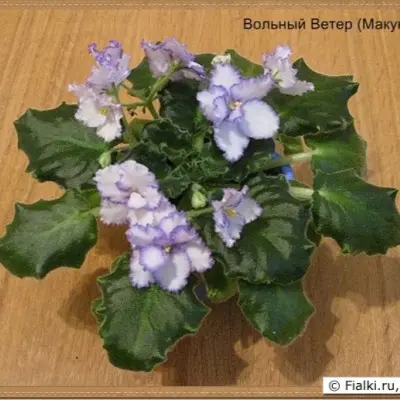 volnyy-veter-makuni-6-324644
