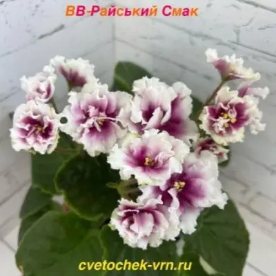 vv-rayskiy-smak-6-323192