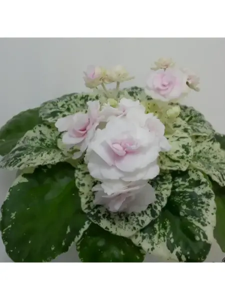 watermelon-snow-4-318115