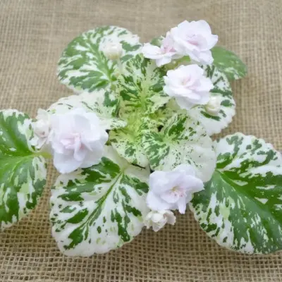 watermelon-snow-9-318115