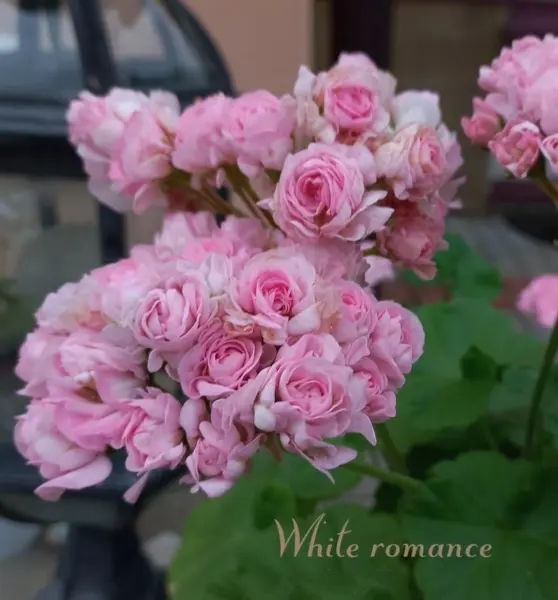 with-romance-1-333468
