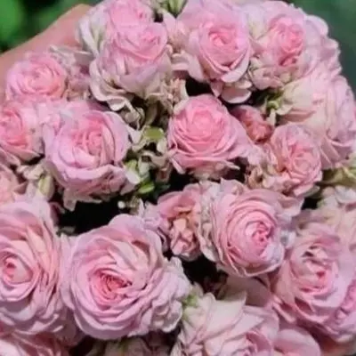 with-romance-2-333468