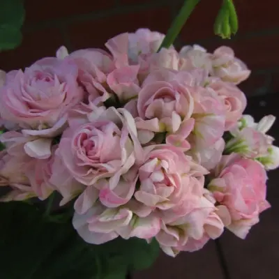 with-romance-main-333468