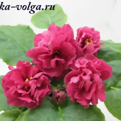 yagoda-malina-t-dadoyan-5-318101