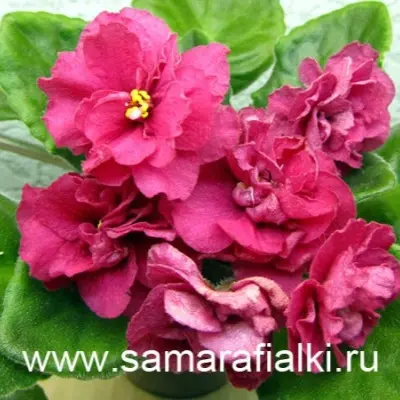 yagoda-malina-t-dadoyan-6-318101