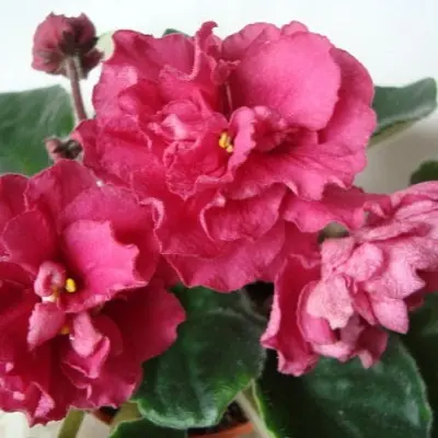 yagoda-malina-t-dadoyan-7-318101
