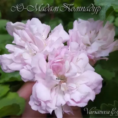 yu-madam-de-pompadur-6-335850