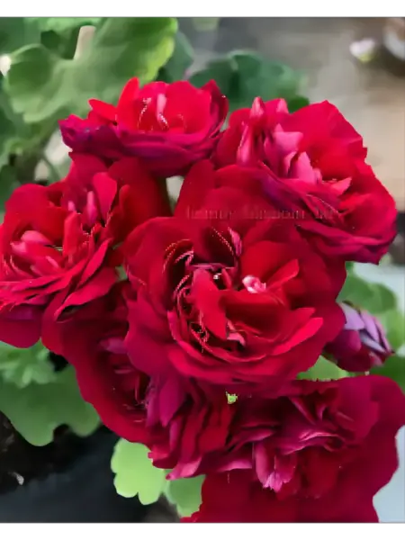 yug-elina-bystritskaya-1-341280