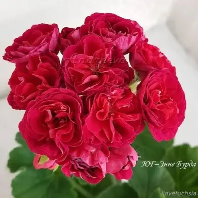 yug-enne-burda-6-341081