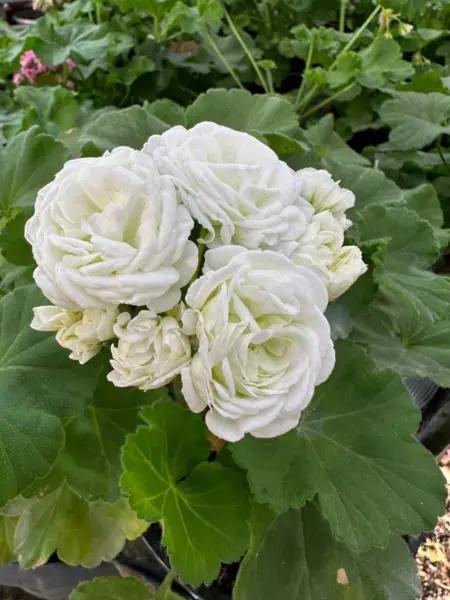 yug-gospozha-metelitsa-1-338932