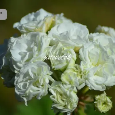 yug-gospozha-metelitsa-5-338932