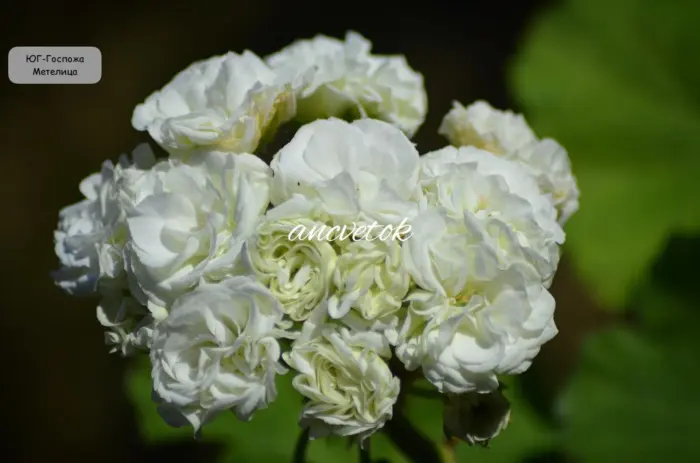 yug-gospozha-metelitsa-main-338932