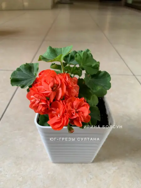 yug-grezy-sultana-1-335652