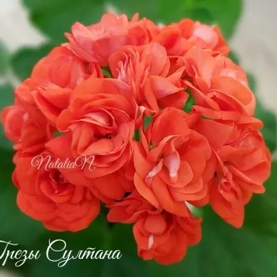 yug-grezy-sultana-2-335652