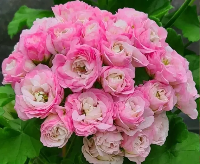 yuv-14-21-3-340362