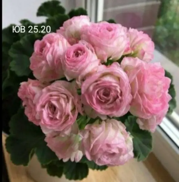yuv-25-20-1-341209