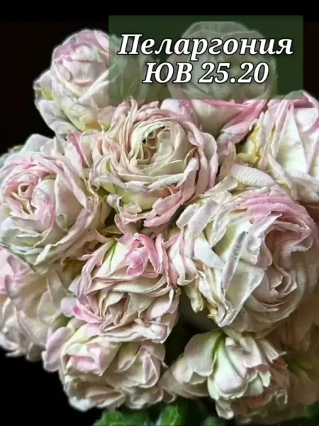 yuv-25-20-2-341209