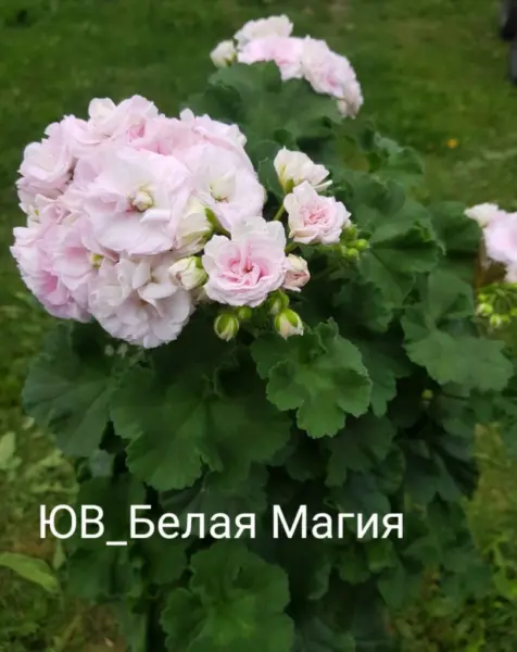 yuv-belaya-magiya-1-336487