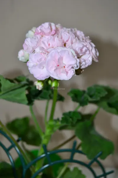 yuv-belaya-magiya-5-336487