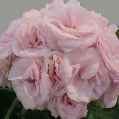 yuv-belaya-magiya-6-336487