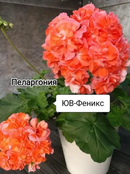 yuv-feniks-1-336505