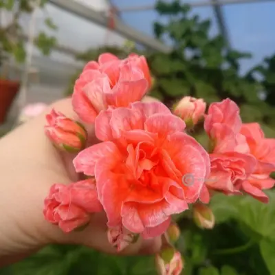 yuv-feniks-6-336505