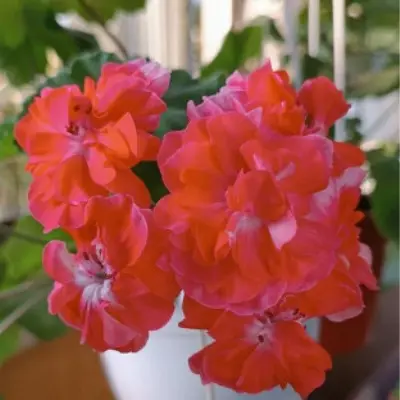 yuv-feniks-main-336505