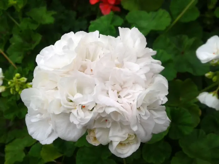 yuv-gardeniya-2-334630