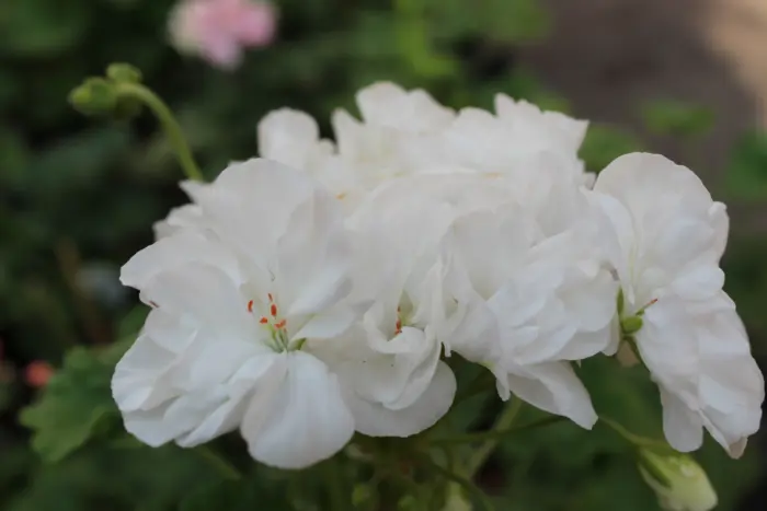 yuv-gardeniya-3-334630