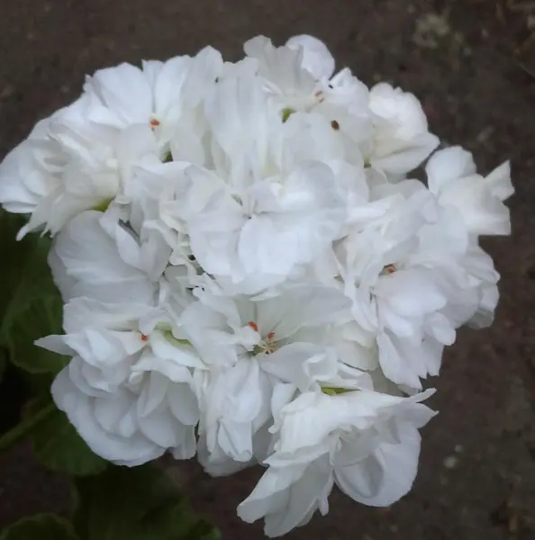 yuv-gardeniya-4-334630