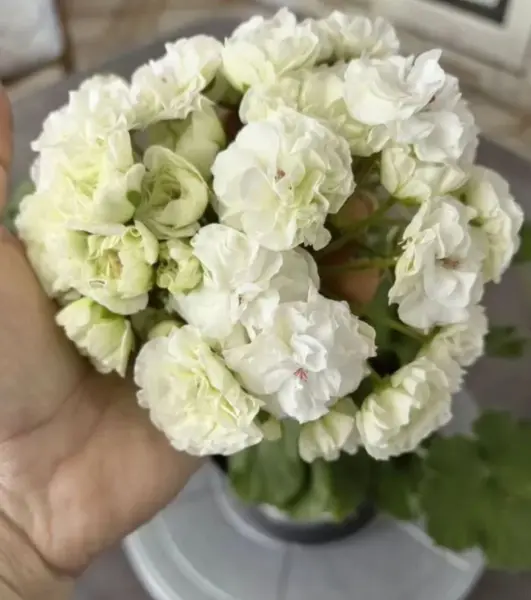 yuv-gardeniya-5-334630