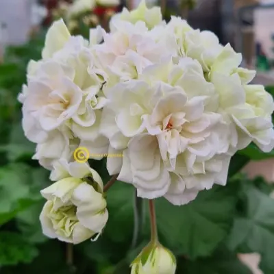 yuv-gardeniya-7-334630