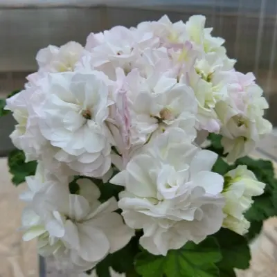 yuv-gardeniya-8-334630