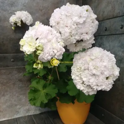 yuv-gardeniya-main-334630