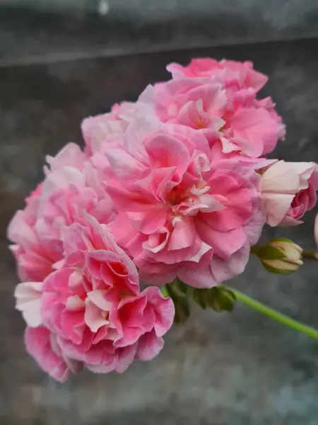 yuv-imbirnyy-marmelad-3-333582