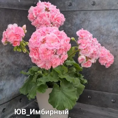 yuv-imbirnyy-marmelad-6-333582