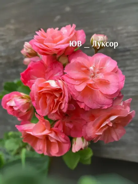 yuv-luksor-2-335526