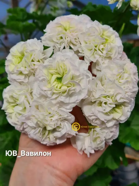 yuv-vavilon-1-337834