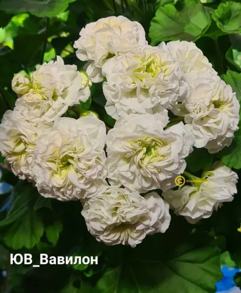 yuv-vavilon-3-337834