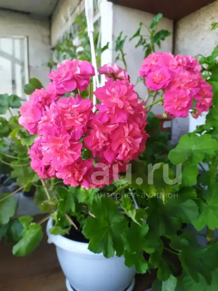 yuv-vizantiya-2-336094